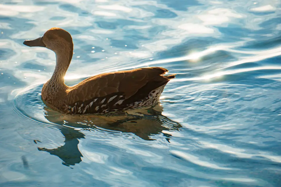 nature photography