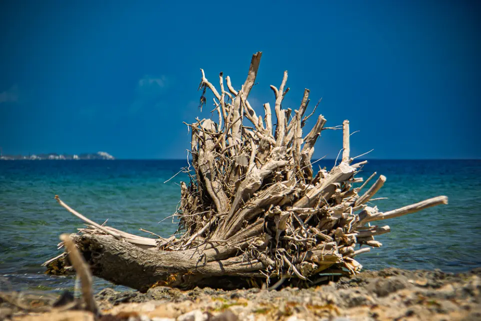 nature photography