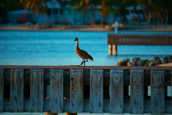 nature photography